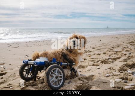 Hund im Rollstuhl am Strand Stockfoto