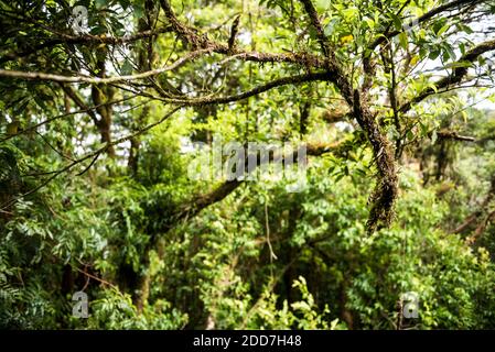 Monteverde Cloud Forest Reserve, von Selvatura Hängebrücken Treetop gesehen, Costa Rica, Mittelamerika Stockfoto