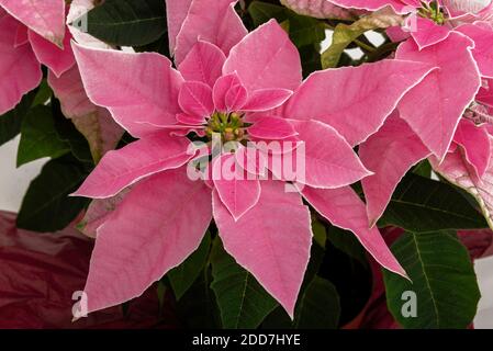 Studio-Foto von rosa poinsettia Blüte im November bereit für die weihnachtszeit, Großbritannien Stockfoto