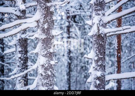 Schneebedeckte Bäume in einem Wald in Lappland, Pallas-Yllästunturi Nationalpark, Finnland Stockfoto