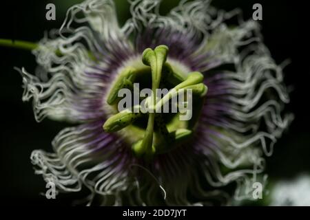 Andasibe-Mantadia Nationalpark, Madagaskar Stockfoto