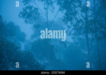 Bäume im Nebel im Morgengrauen, Andasibe Nationalpark, Madagaskar Stockfoto