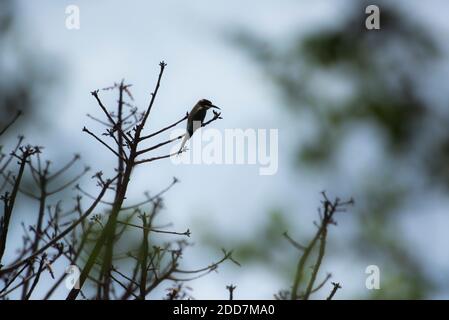 Madagaskar Bienenfresser (auch bekannt als Olive Bee-eater, Merops superciliosus), Anja Community Reserve, Haute Matsiatra Region, Madagaskar Stockfoto