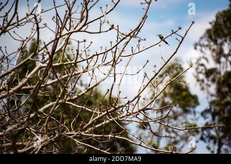 Madagaskar Bienenfresser (auch bekannt als Olive Bee-eater, Merops superciliosus), Anja Community Reserve, Haute Matsiatra Region, Madagaskar Stockfoto