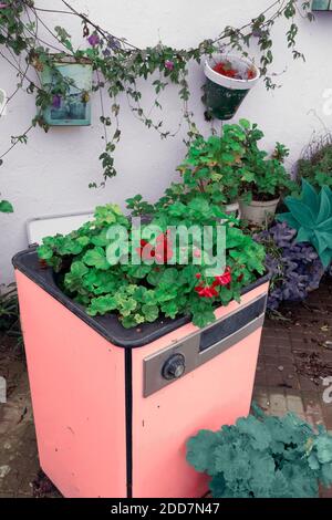 Alte recycelte Waschmaschine in einen original Blumentopf umgewandelt. Stockfoto