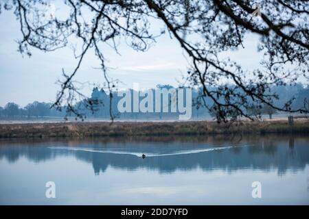 Moorhen auf Pen Ponds, die Seen im Richmond Park, London, England Stockfoto