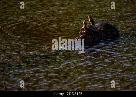 Gewöhnliche Teichschildkröte (Trachemys Scripta), Boca Tapada, Alajuela Provinz, Costa Rica Stockfoto