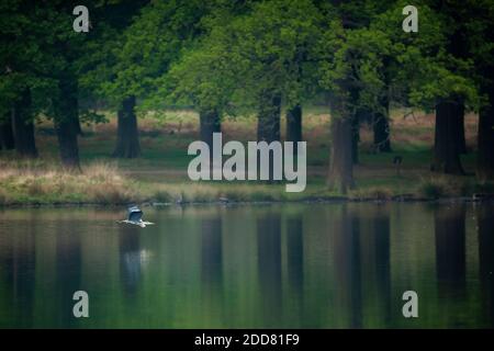 Heron, Richmond Park, London, England Stockfoto