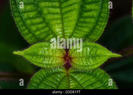 Tortuguero Nationalpark, Provinz Limon, Costa Rica Stockfoto
