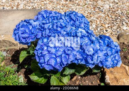 Lebhaft blaue Blüten auf einer kleinen Mophead Hortensia, Hortensia macrophylla, fast versteckt die Blätter unten Stockfoto