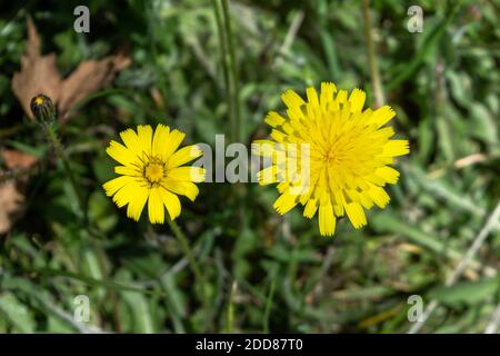 2 Blüten von Cats Ear, Hypochaeris radicata, offen in verschiedenen Wachstumsstadien mit der auf der rechten Seite vollständig geöffnet, während die auf der linken Seite hat ein b Stockfoto