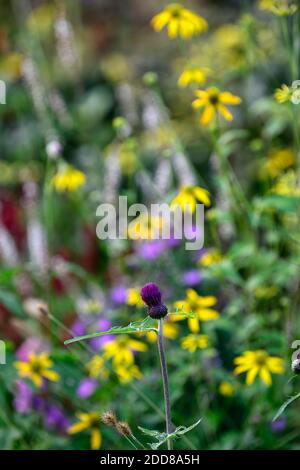 Cirsium rivulare atropurpureum, Bach Distel, ornamentalen Distel, tiefes Purpurrot, Blume, Blumen, Blüte, Lila, Stauden, Stauden, lange gelebt, RM Flora Stockfoto