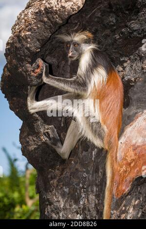 Ein Kolobusaffe, der nach Holzkohle von einem ausgebrannten Baum sucht, um seine Ernährung zu ergänzen. Stockfoto