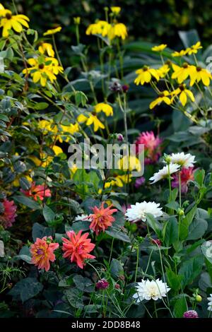 Dahlia American Dawn, Lachs rosa Pfirsich Aprikosen Blumen, Blüte, Blume, Garten, Gärten, blühenden, Dahlia Cafe au lait, weiß Dinerplate Dahlia Blume Stockfoto