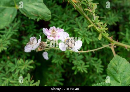 Eine südliche Kuckuckhummel, Bombus vestalis, füttert von einer Brombeerblüte, Rubus sp. Stockfoto