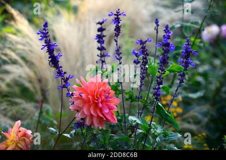 dahlia kilburn Rose, Seerose Dahlien, Magenta Rose rote Blume, Blumen, Blüte, mehrjährige, Blüte, gemischte Pflanzenkombination, Stipa tenuissima, Mexica Stockfoto