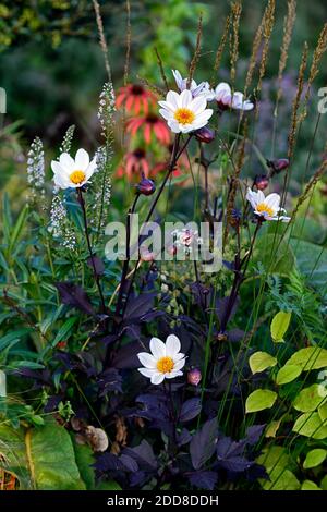 dahlia Bischof von dover, weiße Blumen, Blüte, Echinacea purea orange Skipper, Kegelblume, orange rote Blumen, gemischt Pflanzkombination, Gras, grasse Stockfoto