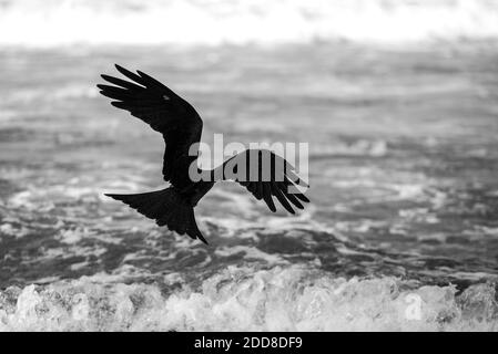 Kleiner Fischadler (Haliaeetus Humilis), Kappil Beach, Varkala, Kerala, Indien Stockfoto