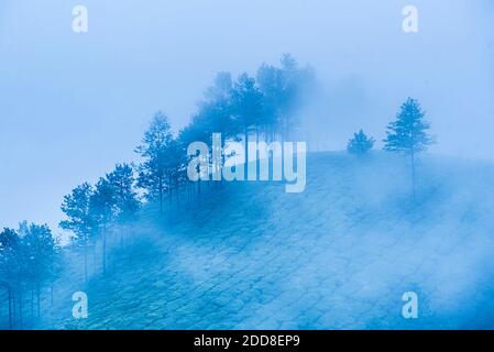 Munnar, Western Ghats Mountains, Kerala, Indien Stockfoto