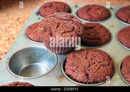Ein Schokoladen-Zucchini-Muffin aus einem Tablett gezogen Stockfoto