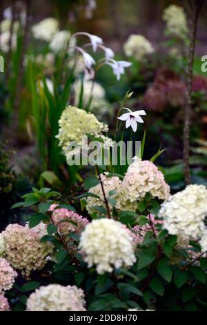 Hortensia paniculata Vanille Fraise, weiße rosa Blüten, Rispe, Blume, Blumen, Blütenkopf, Garten, Gärten, Gladiolus callianthus, Acidanthera bicolor var Stockfoto