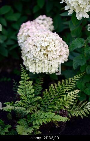 Hortensia paniculata Vanille Fraise, weiße rosa Blumen, Rispe, Blume, Blumen, Blütenkopf, Garten, Gärten, Farn, Farne, Begleiter Pflanzen, mischen, gemischt planti Stockfoto