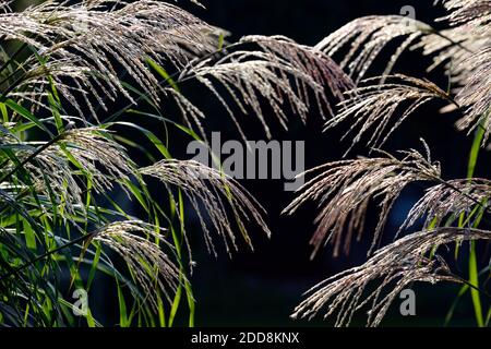 Miscanthus sinensis Malepartus, beleuchtetes Gras, Hintergrundbeleuchtung, Beleuchtung, Silhouette, Gras, Gräser, Saatköpfe, Saatköpfe, Ziergras, Ziergräser Stockfoto