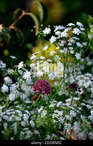 Scabiosa atropurpurea Schwarzer Ritter, scheußliche, lila weiße Blumen, Daucus carota, umbellifer, False Queen Anne's Lace, Wild Karotte, Blume, Blumen, Blüte Stockfoto