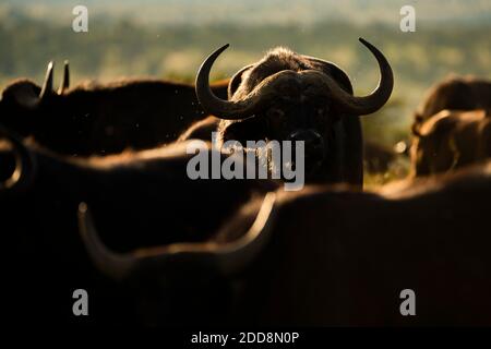 African Buffalo (Syncerus Caffer aka Cape Buffalo) auf der El Karama Ranch, Laikipia County, Kenia Stockfoto