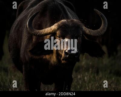 African Buffalo (Syncerus Caffer aka Cape Buffalo) auf der El Karama Ranch, Laikipia County, Kenia Stockfoto