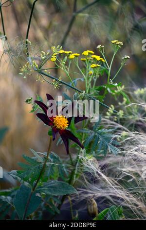 dahlia verrone Obsidian, Stern Dahlia Blume, schwarz, dunkelrot gelb Dahlia Blumen, Blüte, gemischte Pflanzenkombination, Stipa tenuissima, mexikanische feath Stockfoto