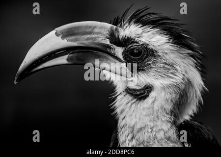 Rotschnabel-Hornbill (Tokus) auf der El Karama Ranch, Laikipia County, Kenia Stockfoto