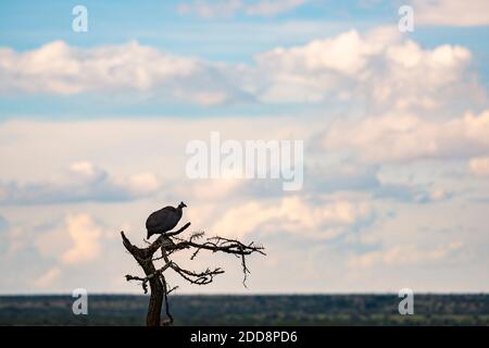 Helmeted Guineafowl (Numida meleagris) gesehen auf afrikanischen Safari-Urlaub in einem Nationalpark in Kenia, Afrika Stockfoto