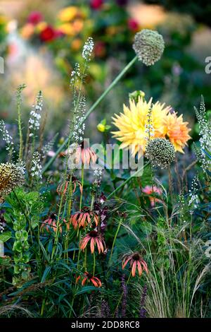 Echinacea purpurea orange Skipper, Kegelblume, orange rote Blumen, gemischte Pflanzenkombination, Gras, Gräser, Dahlia Penhill Herbst Shades, semi-Kaktus dahl Stockfoto