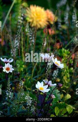 dahlia Bischof von dover, weiße Blumen, Dahlia Penhill Herbstfarben, semi-Kaktus Dahlia, Dahlien, gelb orange Blumen, mit rosa gefärbt, Fower, Blüte, EC Stockfoto