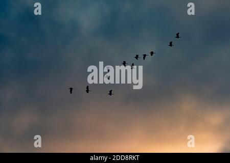 Cattle Egret (Bubulcus ibis) fliegt bei Sonnenuntergang auf der Sosian Ranch, Laikipia County, Kenia Stockfoto