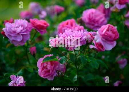 Rosa Gertrude Jekyll, rose Gertrude Jekyll, Strauch, Rose, Rosen, Rosa, Blume, Blumen, Blüte, RM Floral Stockfoto