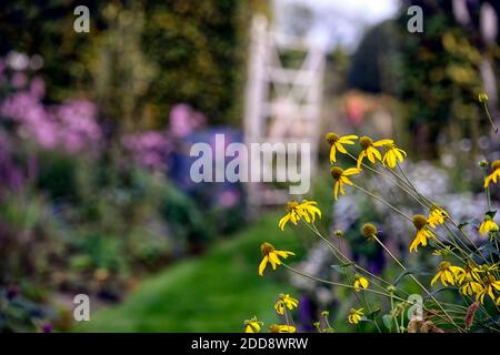 Rudbeckia laciniata Herbstsonne, Cutleaf coneflower, Gelbe Blumen, rudbeckias, Garten mehrjährige, Stauden, Cottage Garden, Blume, Blüte, RM Floral Stockfoto