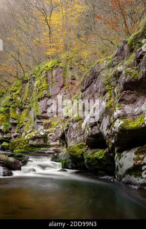 Kleine Kaskade auf einem Gebirgsfluss, der durch die enge, rote Felsenschlucht mit Felsen, die von grünem Moos bedeckt sind, und Klippen mit herbstlichen Bäumen fließt Stockfoto