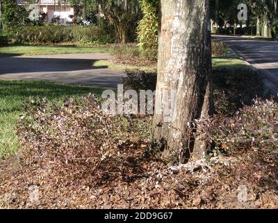 KEIN FILM, KEIN VIDEO, KEIN Fernsehen, KEINE DOKUMENTATION - Foto veröffentlicht von der Florida Highway Patrol zeigt den Baum in Pro-Golfer Tiger Woods Autounfall in der Nähe seines Hauses in Windermere, FL, USA am 27. November 2009 beteiligt. Foto von Orlando Sentinel/MCT/ABACAPRESS.COM Stockfoto