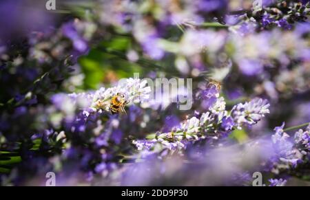 Nahaufnahme einer Honigbiene, die Nektar sammelt und Pollen auf violetten Lavendelblüten verbreitet. Stockfoto