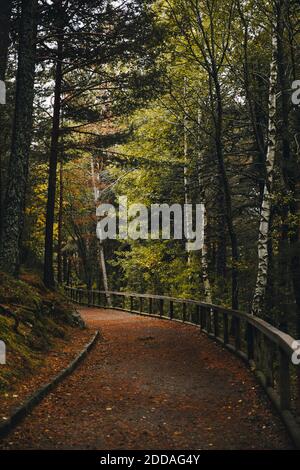 Leerer Fußweg im Herbstwald Stockfoto