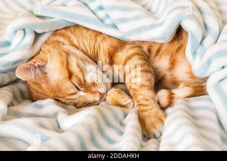 Die Ingwer-Tabby-Katze rollte sich zusammen und schlief friedlich unter einer weichen gestreiften Decke. Inländische rote Katze schläft auf seiner Seite auf einem warmen Karo in einem Bett. Stockfoto