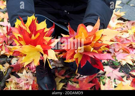 Arme der Frau mit einem Bündel gefallener amerikanischer Süßwaren (Liquidambar styraciflua) geht zur Kamera Stockfoto