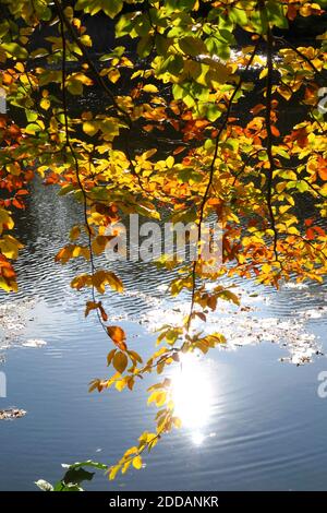 Buchenzweige baumeln im Herbst über dem Seeufer Stockfoto