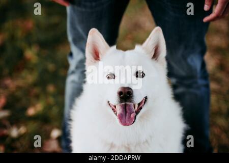 Hund sitzt mit Mann im Hintergrund am Wald stehen Stockfoto