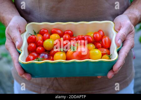 Nahaufnahme eines Mannes, der Tomaten in einem Behälter im Hinterhof hält Stockfoto