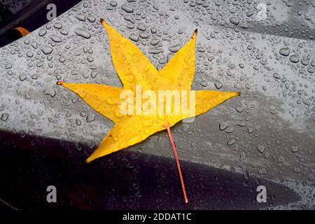 Gelber amerikanischer Süßstoff (Liquidambar styraciflua) Das Blatt liegt auf der Motorhaube und ist mit Regentropfen bedeckt Stockfoto