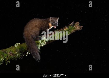 Fichtenmarder (Martes martes) auf Moos bedecktem Zweig in der Nacht Stockfoto