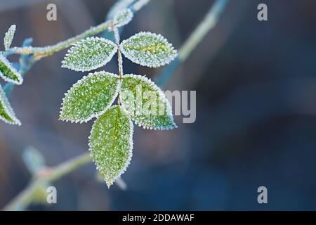 Gefrorene Blätter mit frost Stockfoto